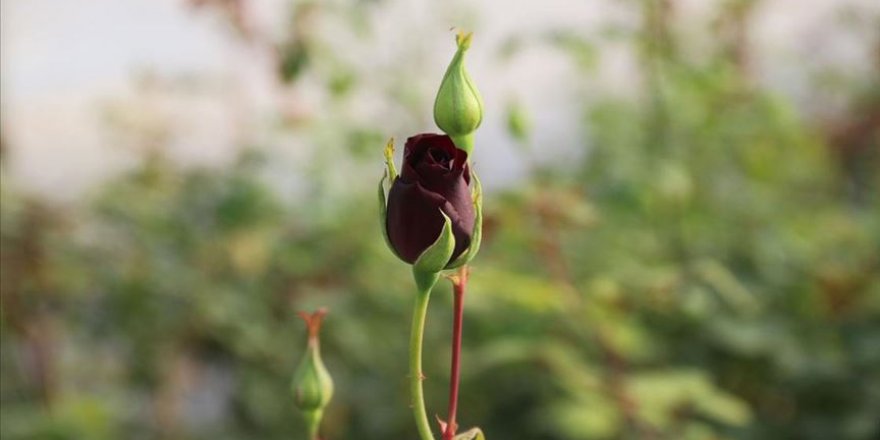 Halfeti'nin simgesi karagül daha çok kişiye ulaşacak
