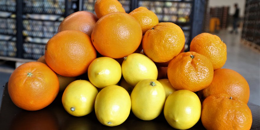'Ege'nin narenciye bahçesi'nde üreticiler Rusya ve İtalya pazarı için mesai yapıyor