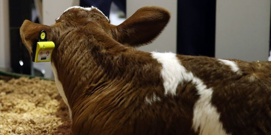 'Sarıkız'ın sağlığı cepten takip edilecek