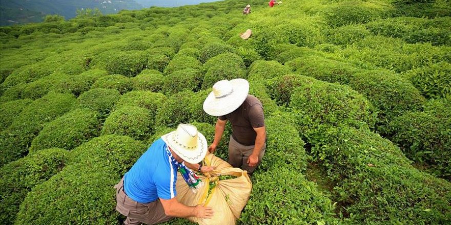 Rize'den 11 ayda 7,2 milyon dolarlık çay ihraç edildi