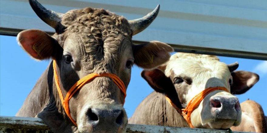 Türkiye hayvansal üretimde 'net ihracatçı' ülke