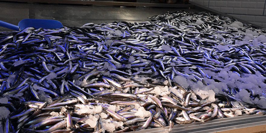 Deniz soğudu, hamsi büyüdü