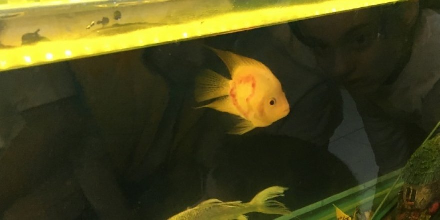 İki sırtında da kalp şekli oluşan balık ilgi odağı oldu