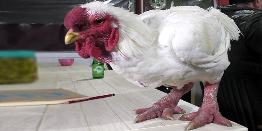 Bu horozun bir kap çorbası 350 dolar