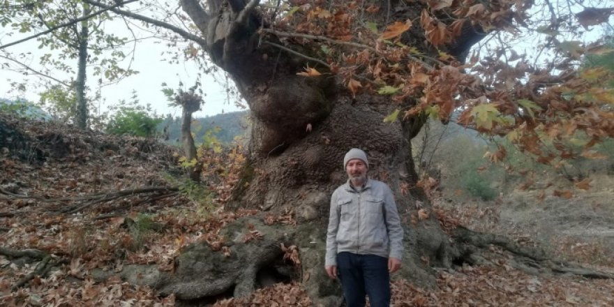 Bu ağacı görenler şaşırıyor