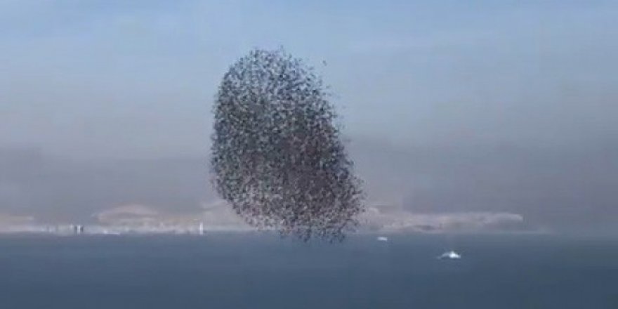 Kuşların gösterisi adeta görsel şölen sundu