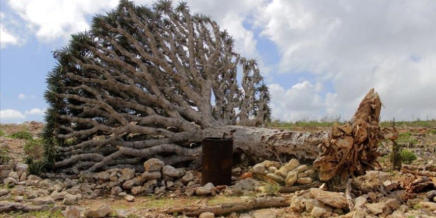 Yemen'in Sokotra Adası'nı vuran fırtına büyük çaplı hasara neden oldu