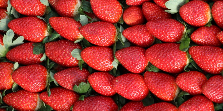 ‘Sabrina' kış çileği, 12 TL'den alıcı bulacak