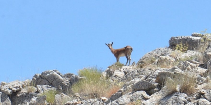 100 yıl sonra görülen yaban keçileri, fotokapanla korunacak