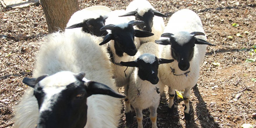 Koyunlar beşiz doğurdu, sahibinin yüzünü güldürdü