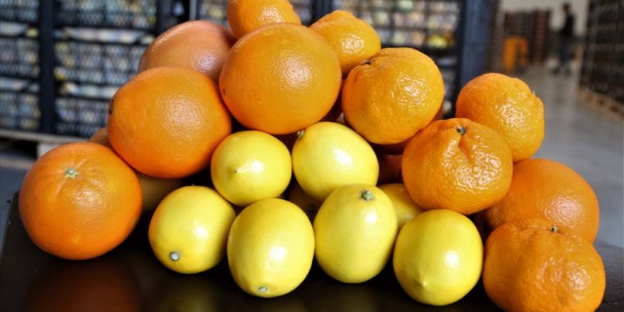 Narenciye ihracatında lider Rusya