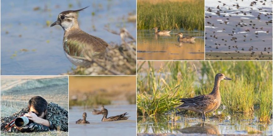 Muş Ovası'nın kuşları Halil İbrahim öğretmenin objektifinden yansıyor