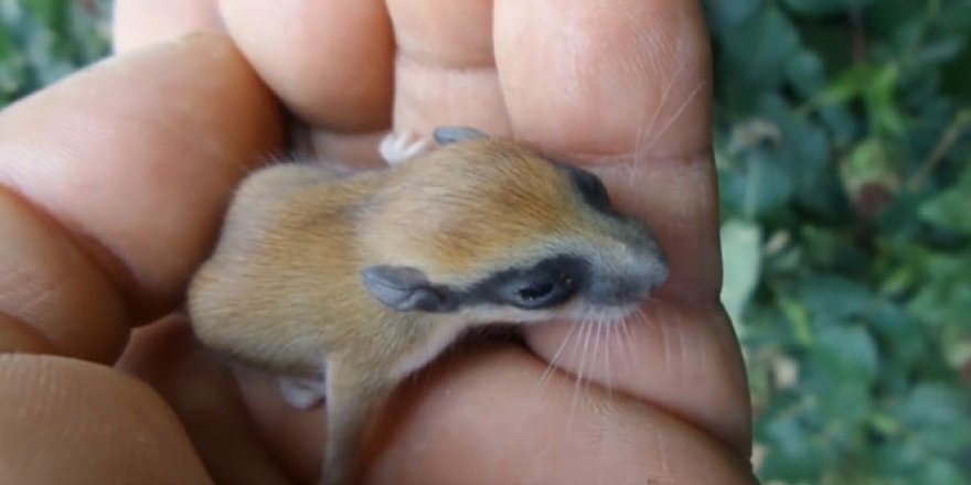 Nadir bulunan hayvanı bulup Bursa'da yaşadığını ispatladı