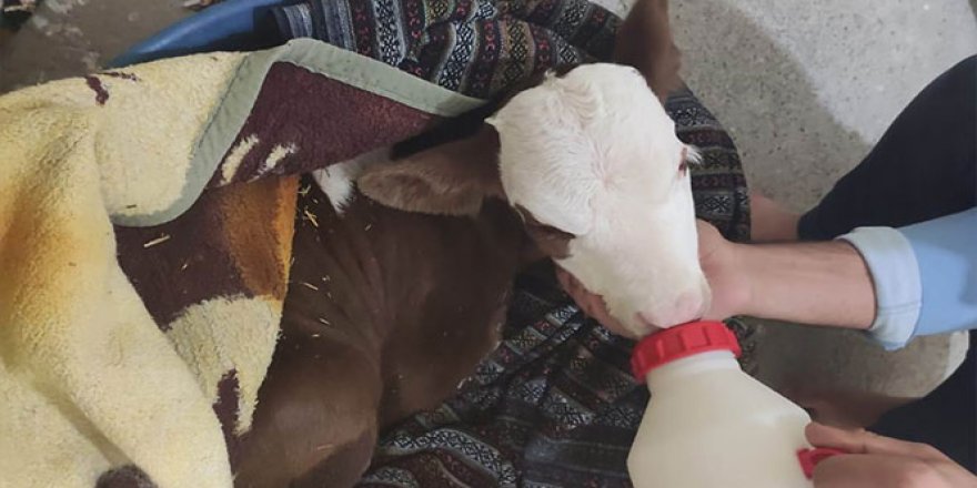 Erken doğan buzağıyı evinin odasında besliyor