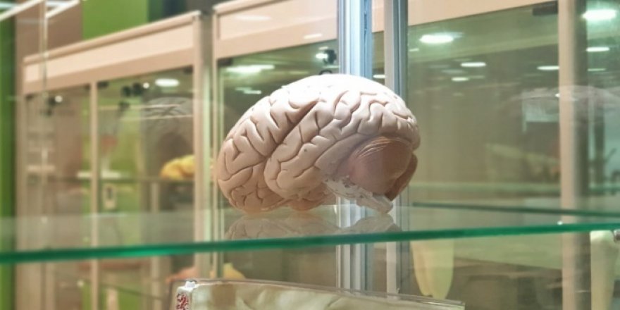 Beyin implantları hafızayı yüzde 20 arttırıyor