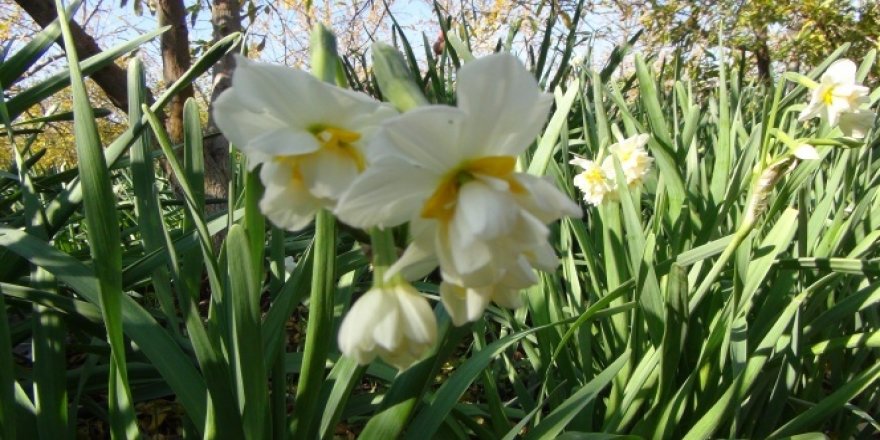 Nergis çiçekleri çiftçinin gelir kapısı oldu