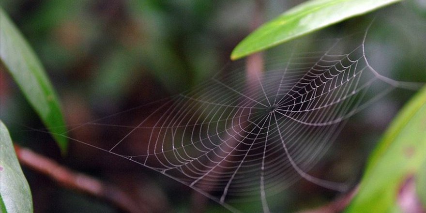 Sadece Amerika'da 2019'da 71 yeni canlı türü keşfedildi