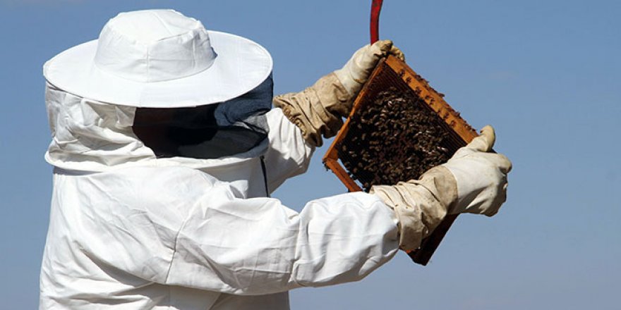 Bayburt'ta arıların 'tatlı uykusu' başladı