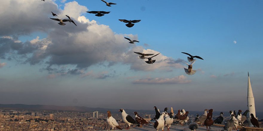 Yüzlerce güvercin gökyüzünü süsledi