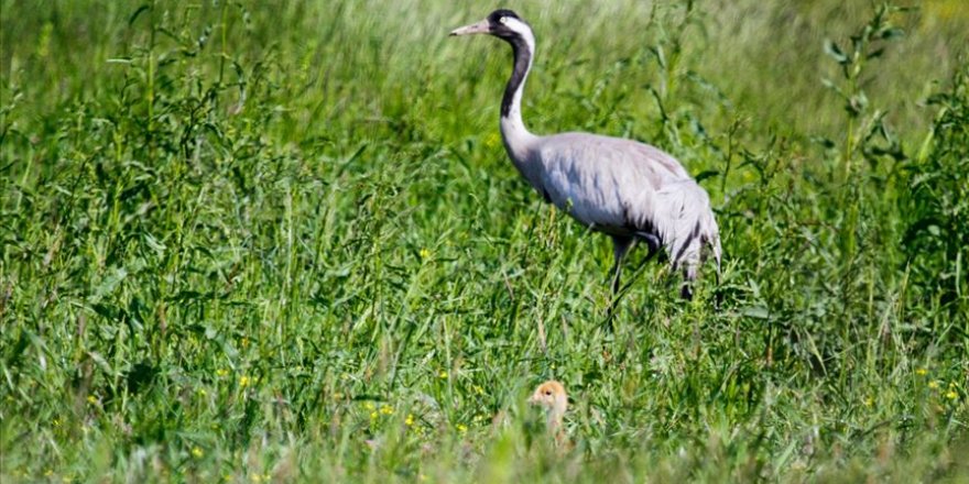 Samsun'da 3 yıl önce GPS takip cihazı takılan turna geri döndü