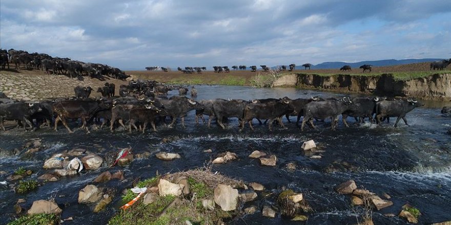 Manda sayısı desteklerle artıyor
