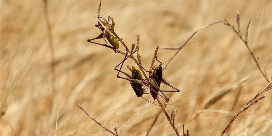 Çöl çekirgeleri Afrika Boynuzu'nu istila etti
