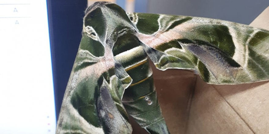 Dünyanın en hızlı kanat çırpan kelebeği Hatay'da görüntülendi