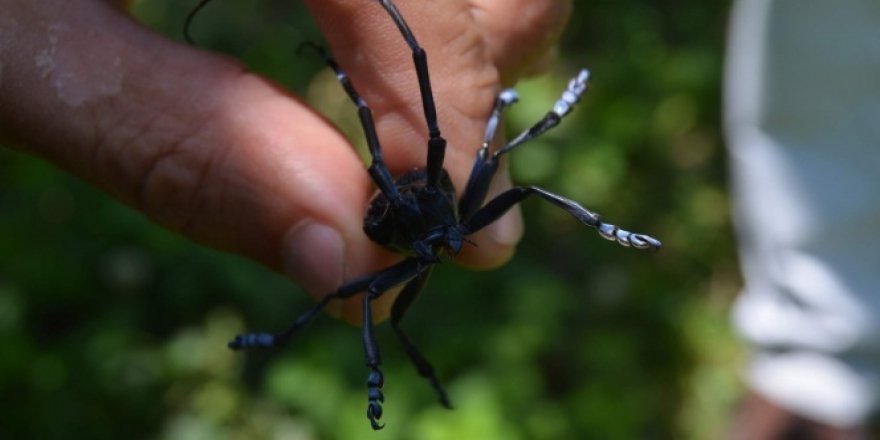Trabzonlu fındıkçı Drakula'ya yenildi