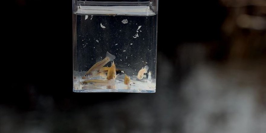 'İstilacı' sivrisinek balıkları inci kefalini tehdit ediyor