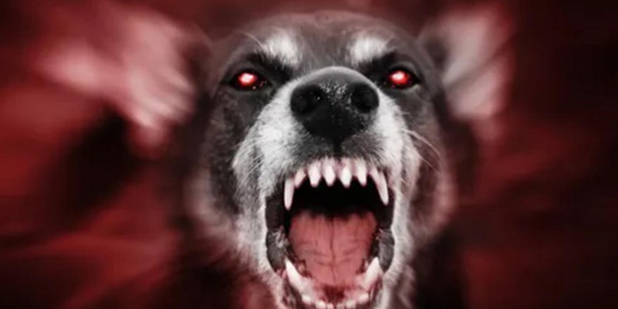 2030'a kadar sıfır kuduz hedefleniyor