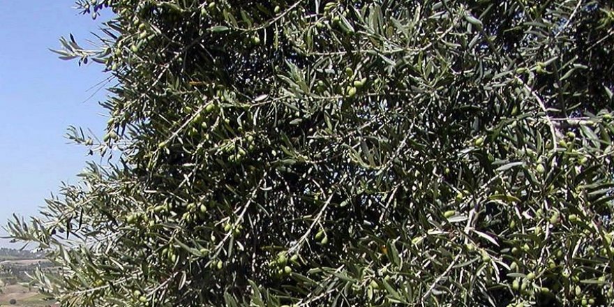 Yabani zeytinler ekonomiye kazandırılıyor
