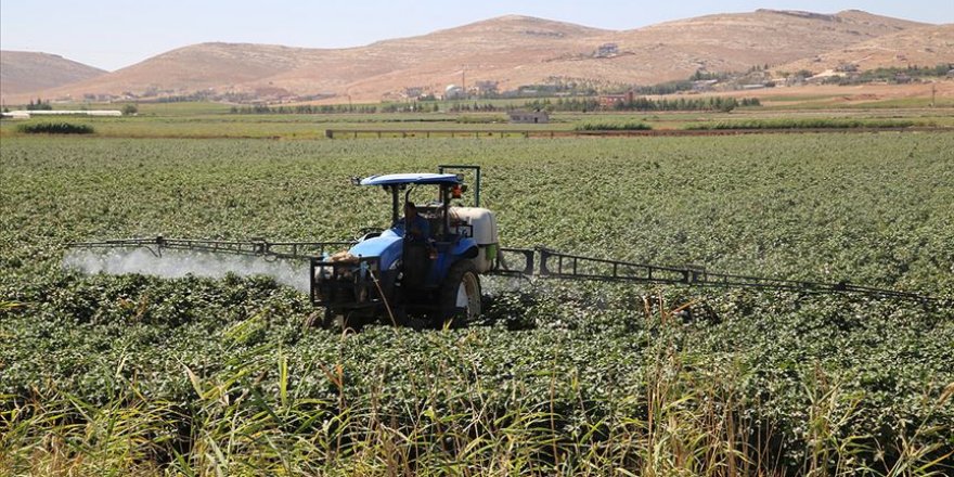 Yağışlar GAP çiftçisine 'nefes' aldırdı