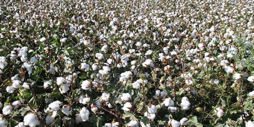 Türkiye pamuk üretiminde dünya altıncısı, ithalatta beşinci