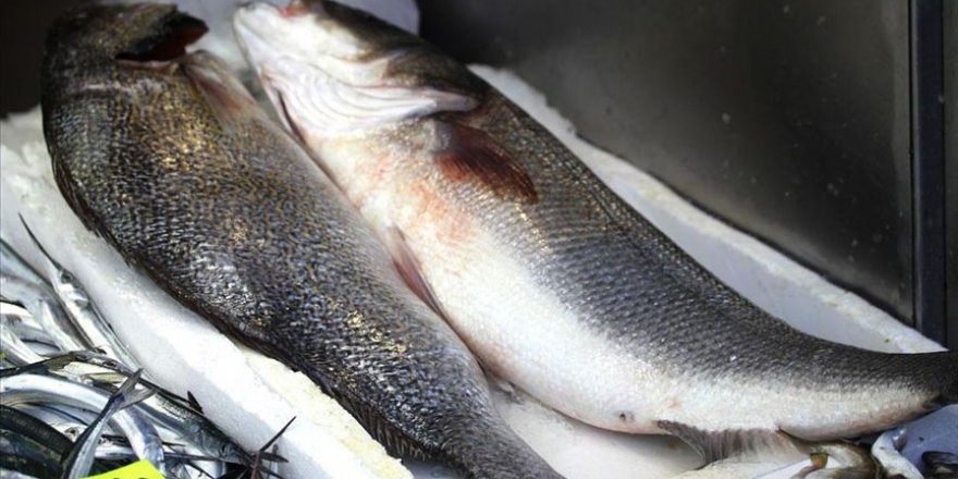 Batı Karadeniz'deki 'levrek kıtlığında' 3 balık 1600 liraya alıcı buldu