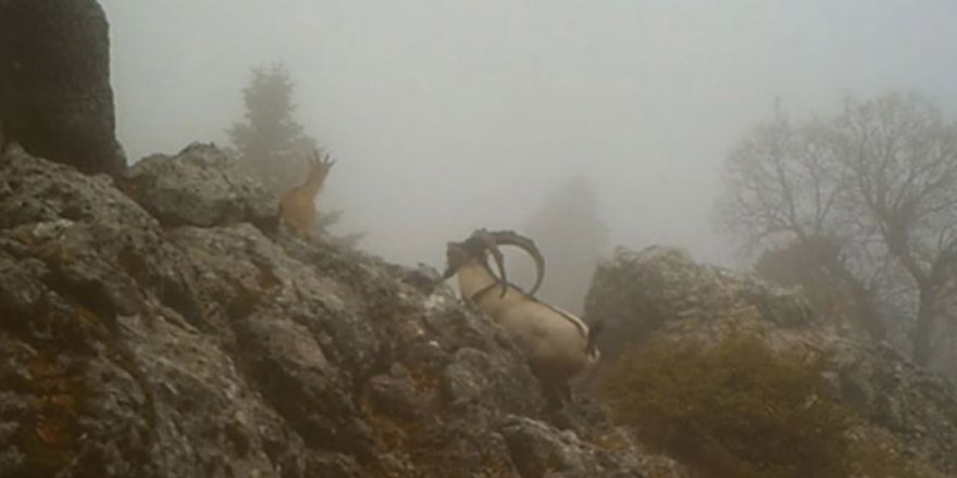 Burdur'da Yaban Keçilerinin görsel şöleni