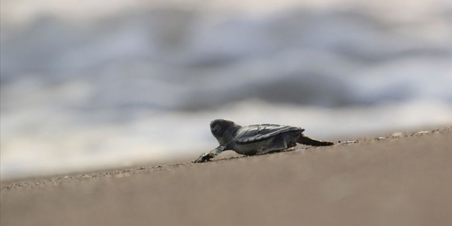 Bu yıl 537 bin 424 yavru kaplumbağa denizle buluştu
