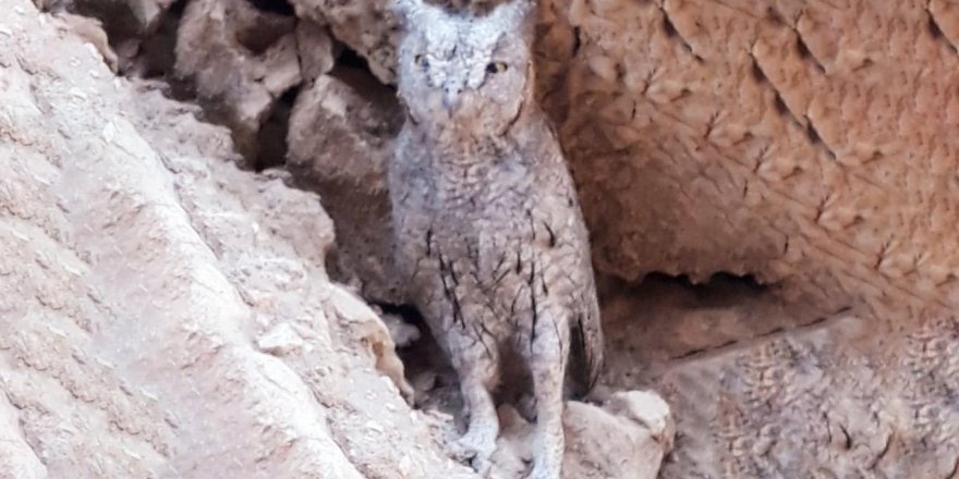 Elâzığ'da boynuzlu baykuş görüldü