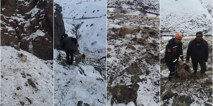 Keçisi kayalıklarda mahsur kalan besicinin yardımına AFAD yetişti