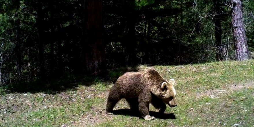 DKMP yaban hayatını foto kapanlarla kayıt altına alıyor