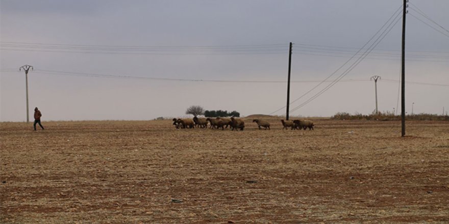 Tel Abyad'da hayvancılık faaliyetleri yeniden başladı