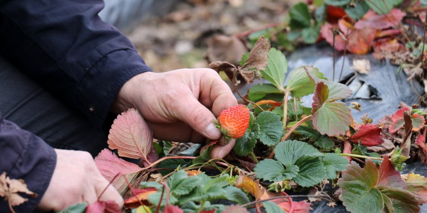 Bu köyde çilek geçim kaynağı oldu