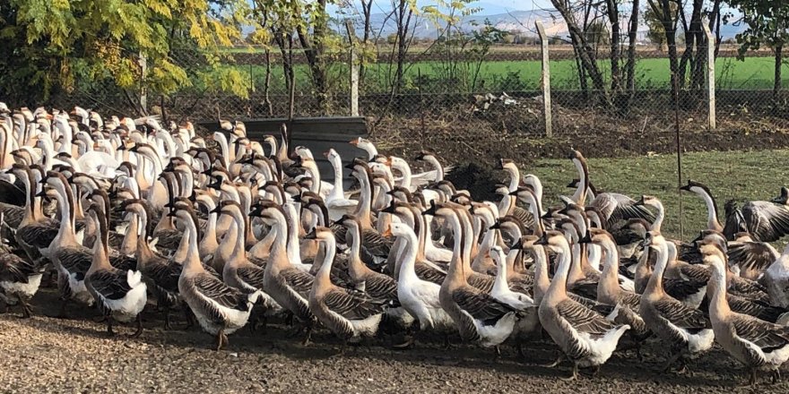İnternetten araştırırken buldu! 6 ayda 100 bin TL gelir