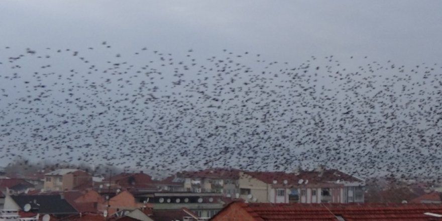 Kuşların gökyüzünde muhteşem şöleni