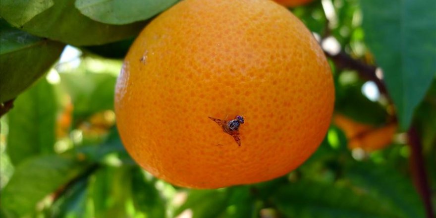 Narenciye ihracatına Akdeniz meyve sineği önlemi