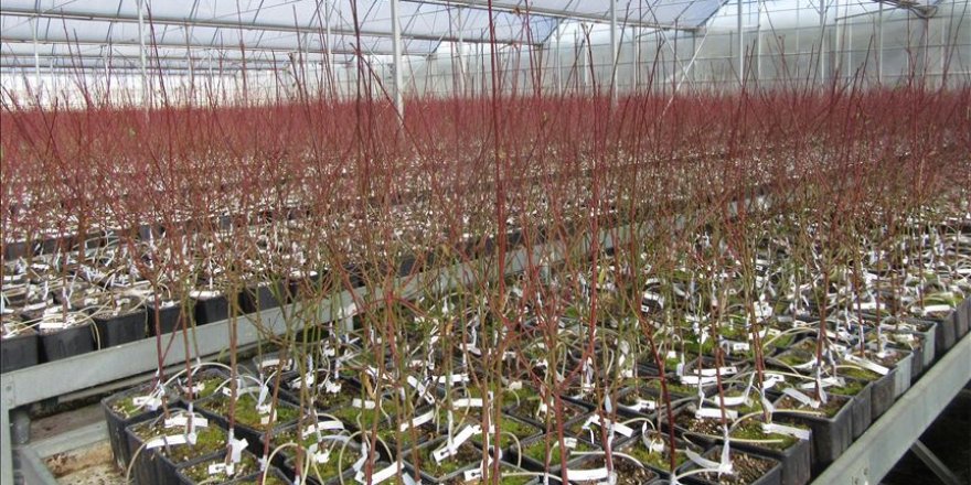 Sandıklı'daki jeotermal serada üretilen meyve fidanları ilgi görüyor