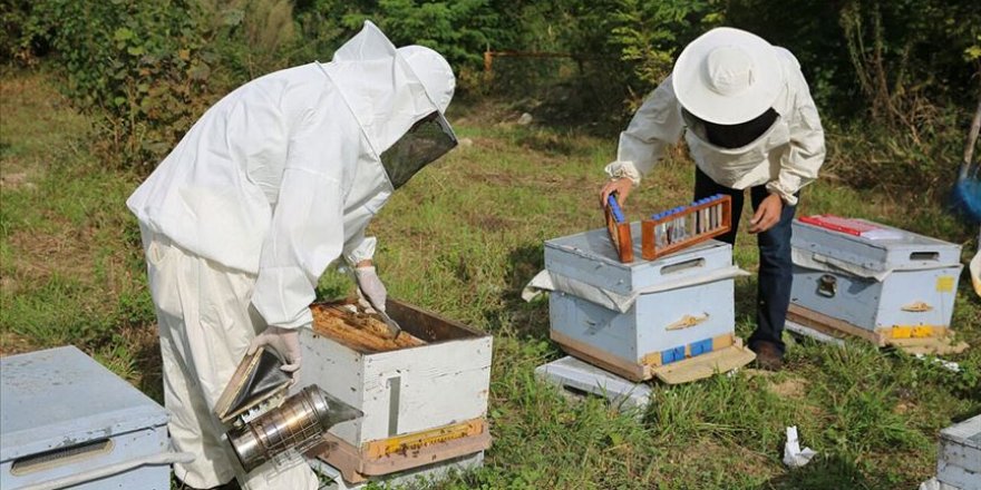 Arı üreticileri 'sıcak hava'dan tedirgin