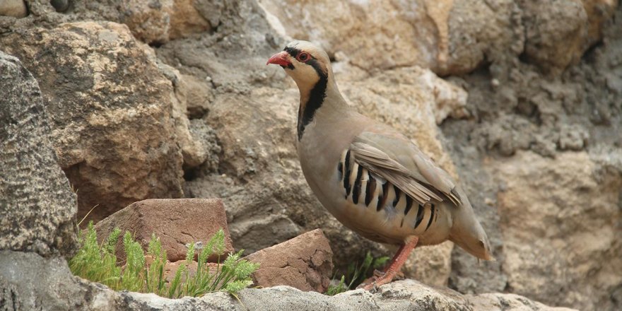2019’da 100 bin kanatlı tabiata salındı