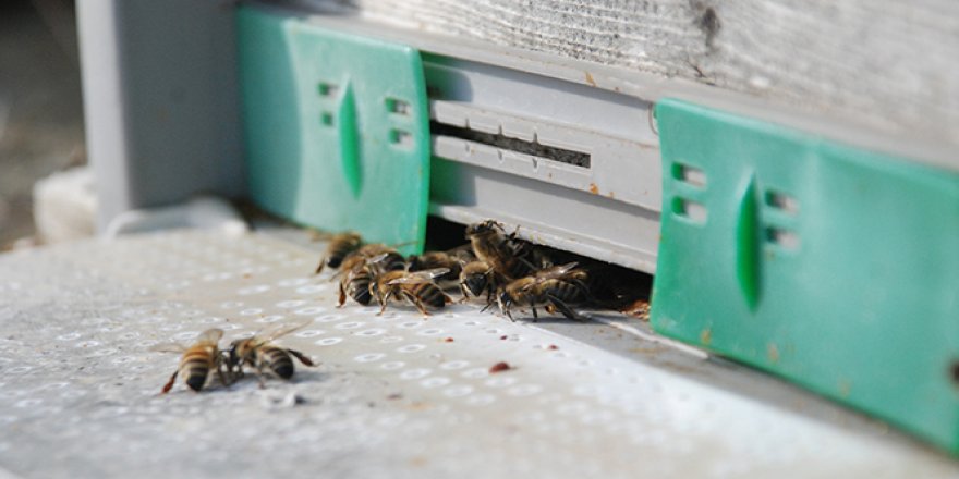 Mevsimleri şaşıran bal arıları, kovanlarına girmiyor