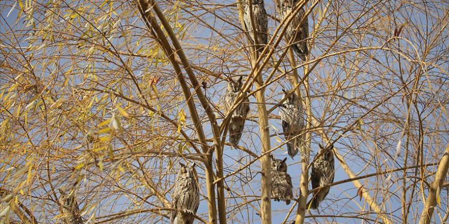 Üniversite kampüsündeki ağaç, baykuş kreşi oldu