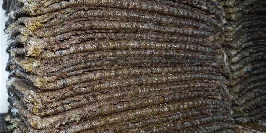 Geleneksel yöntemle beş kuşaktır zeytinyağı üretiyorlar